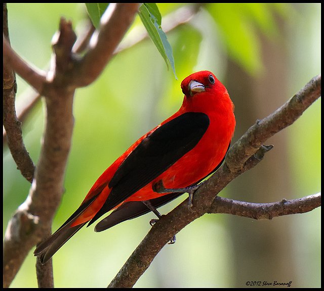 _2SB0139 scarlet tanager.jpg